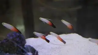 Nemateleotris magnifica, the more popular firefish