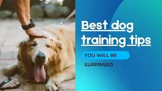 best dog training tips, care for your dog the best way