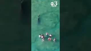 A brush with nature: Behemoth shark swims by group, caught on drone video in Palm Beach Florida