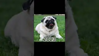 2023 dog 🐶 vs 5000 BCE dog #shorts #viral