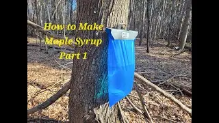 How to make Maple Syrup Part 1 - Tapping Trees
