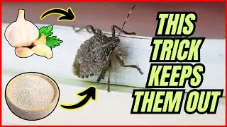 How to Keep Stink Bugs Out of Your House &ndash; FAST & EFFECTIVE! ⚡