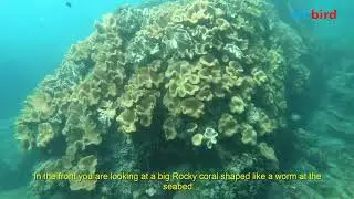 Phu Quoc Diving & Snorkeling | Coral-coverd canyon at Half moon reef