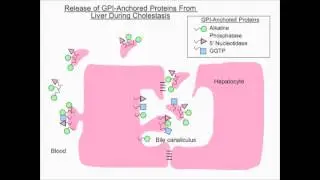Liver Tests: Use and Interpretation