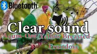 Agum-Om/Yellow Breasted Fruitdove Clear Sound🔊 Best for Bluetooth Speaker 🔊#birdhunting