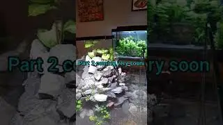 how to build a paludarium for semi aquatic animals part 1 by kushscapes
