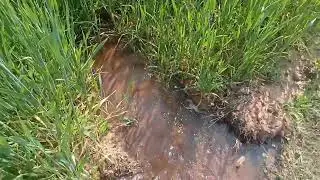 आज़ में अपने फ़सल को सिंचाई किया...#viralvideo #viralvideo #खेत खलिहान #viralvideo 
