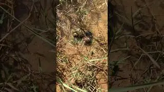 Catch snails in the field 🐌