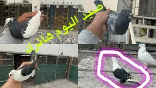 صيد اليوم 3 مشكل من كل نوع طير