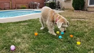 Easter Egg Hunt 2021