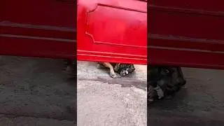 Ms Dhoni Aggressive Dogs || Ms Dhoni House || Ms Dhoni || Petsworldofficial #msdhoni #msd #csk
