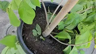 Introduce New Plants to Garden (Pruning Cherimoya trees ready for planting)