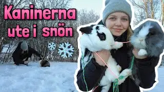 KANINERNA UTE I VINTERNS FÖRSTA SNÖ
