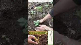 Ein Experiment mit Kartoffeln