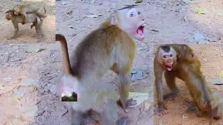 All activity of monkey Rojo play with other monkeys now just a memory. Look and make us happy