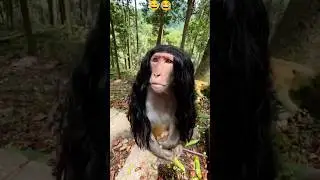 monkey status 🐒 🙈 😅 #shorts #monkey #viralvideo #trending