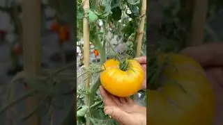 #rosii #seminte #seminte1 #agricultura #tomate #gradina
