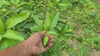 Papaya 