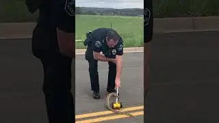 Cop vs Snake #snakes #fangs #lawenforcement