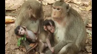 Monkey April mum and monkey amber group ,today asia monkey