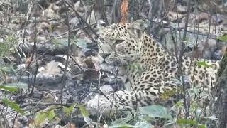 fantastic sighting leopard  23 January 2022 Kanha National Park Madhya Pradesh India 9425855075