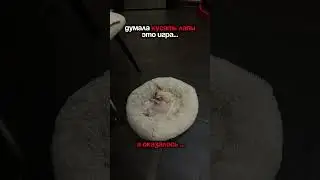 Оказалось 👇арт:217883800 #микрочихуа #топдлясобак #собачийблог #чихуахуа