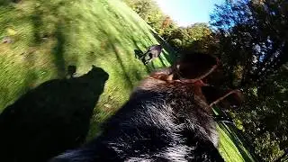 German Shepherd and Pit Bull running slow motion GOPRO dogs running