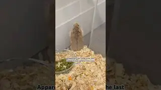 That my hamster trying to get out of his cage😭😂💖#shorts#shortvideos#fypシ゚viral#funny#relatable