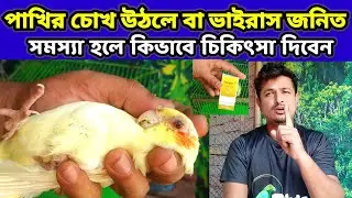 পাখির চোখ উঠলে | ভাইরাস জনিত সমস্যা হলে কিভাবে চিকিৎসা দিবেন | bird eye infection | Birds of village