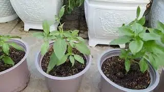 Potted basil plants #bienfarm #farming #guava