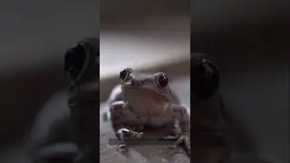 Did You Know&hellip; This Frog Freezes Solid and Lives Again?! 🐸❄️ #animalfacts
