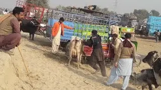 Crazy Bull loading video | Animal Loading and unload video | animals Funny video