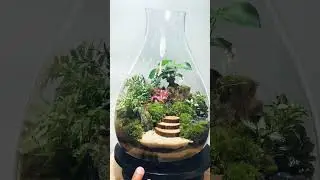 Unique closed terrarium design ☘️🍃#green   #plants #home #terrarium #shorts #highlights #minivlog
