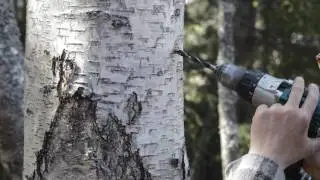 🔴Tapping Silver Birch trees for Birch sap, in Norway (bj&oslash;rkesaft h&oslash;sting).
