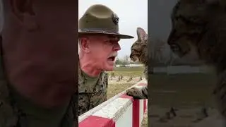 Drill Sergeant Scolds Cat Recruit! 🤣 #shorts