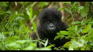 How has Covid-19 impacted gorilla conservation?