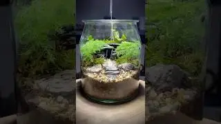 A Mini Temple in Terrarium 🤍.#terrarium #nature #temple #plants
