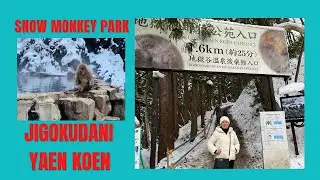 Japan Travel : Snow Monkeys taking an onsen bath 🐒 (JIGOKUDANI YAEN KOEN) #nagano  #jrpass