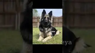 15 names for german shepherds #puppy #dognames