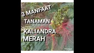 Tiga manfaat tanaman Kaliandra merah|tanaman penghasil...
