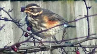 Redwings (and Fieldfares)