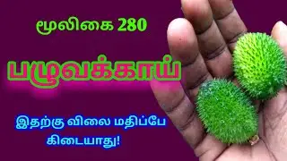 பழுவக்காய்|Paluvakkaai|தும்பங்காய்|பழுபாகல்|Momordica Dioica|அலசல்|Alasal