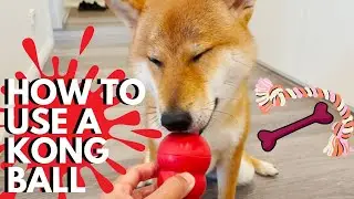 Shiba Inu Learns How to Use a Kong Ball ⚽