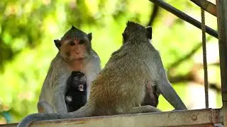 Jazzy monkey family and Saxon to go on Hall step wood for helping each other and protect Them