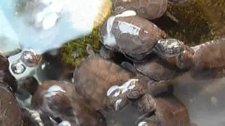 cb Pelusios castaneus