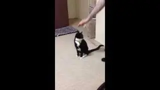 Cat scratches itself on carpet