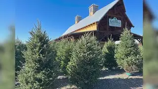 Christmas Tree Festival returns to Boone Hall Farms