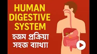 Human Digestive System🔥 || হজম প্রক্রিয়া সহজ ব্যাখ্যা || #bcs  #medical  #lifescience #hsc #ssc