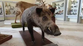 Из Белоградчик
