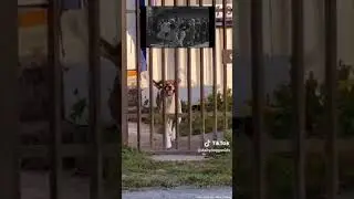 Dog Dancing - Rock Around The Clock by Bill Haley & His Comets credits to: dailydoggovids